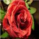 ● دوره های آروماتراپی